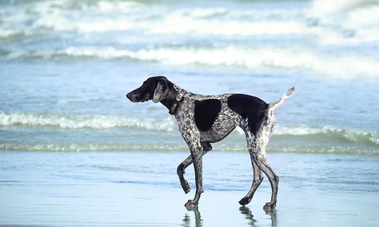 Imagem da notícia: Levar animais na praia é proibido por Lei